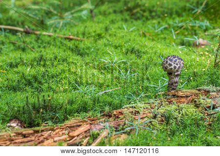 Young Strobilomyces Strobilaceus (strobilomyces Floccopus) Fungus In Green Moss