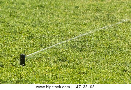 sprinkler of automatic watering. watered green grass
