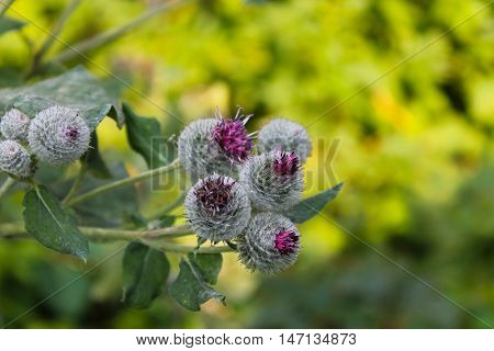 Blooming burdock (Arctium lappa) on the meadow