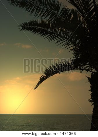 Palm