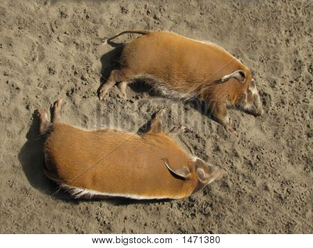 Siesta