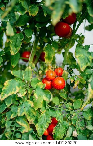 Vegetable Garden With Plants Of Red Tomatoes. Ripe Tomatoes On A