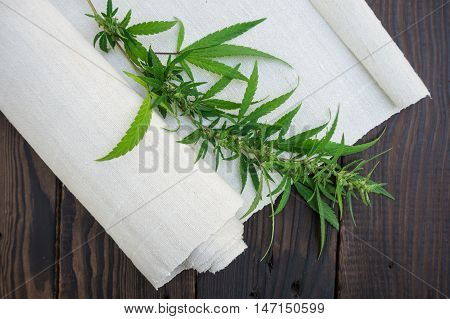 Leaves of cannabis and hemp cloth rollon the dark wooden surface. Hemp products. Agricultural technical culture