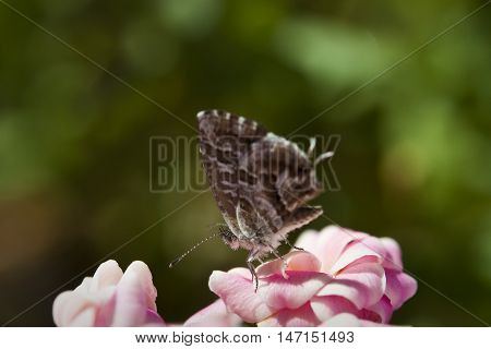 Geranium bronze, Cacyreus, marshalli. It is a butterfly in the family Lycaenidae native of South Africa. It has introduced to Mediterranean Europe where it has spread as a pest of cultivated Pelargonium geraniums.
