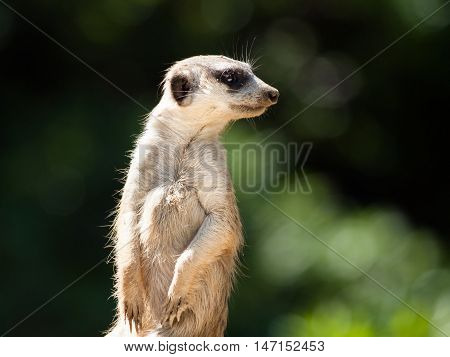 Meerkat, aka suricate, as a guard on alert. Small african carnivore.