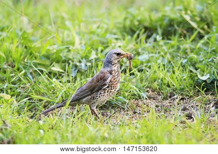 the bird, the Blackbird collects in the beak worms in the green grass