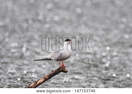 white sea gull standing above the sea in heavy rain