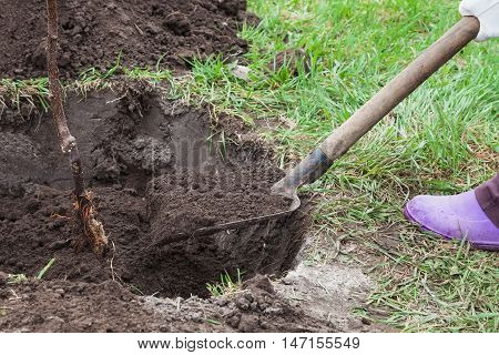 Planting fruit tree saplings in landing pit outdoors closeup step by step guide