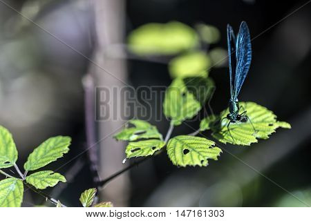 emerald dragonfly on a leaf outdoor macro closeup