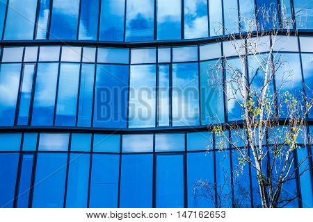 Modern windows mosaic in contemporary modular facade system with birch tree growing close to