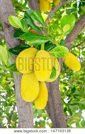 Jackfruit on the tree with green leaves blurry background.