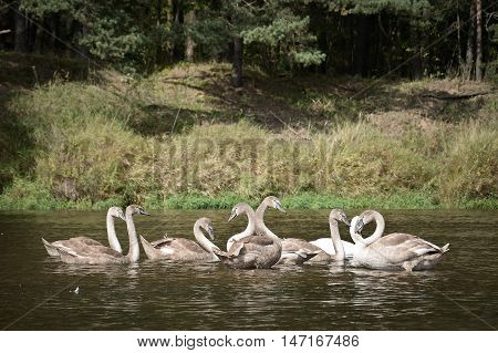 wild swans on the wild forest river vilia in belarus