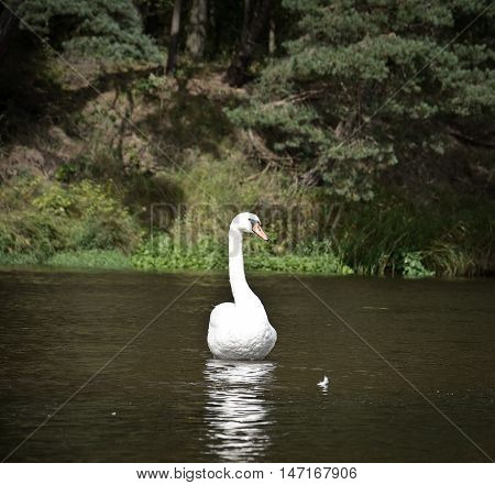 one wild white swan in belarus river Vilia