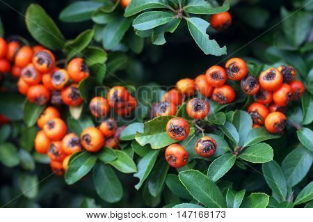 Pyracantha red berries among the green leaves