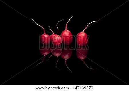 Five red radish on black reflective background
