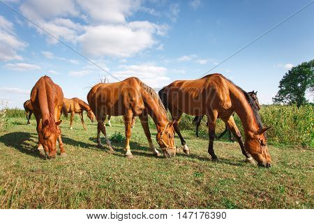 The herd of horses is grazed on a alpine green meadow. Idyllic scenery with grazing horses, blue sky and white clouds. grazing horses in summer pasture