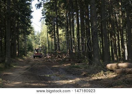 Log loader in the woods with bunch of logs.