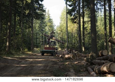 Log loader in the woods with bunch of logs.