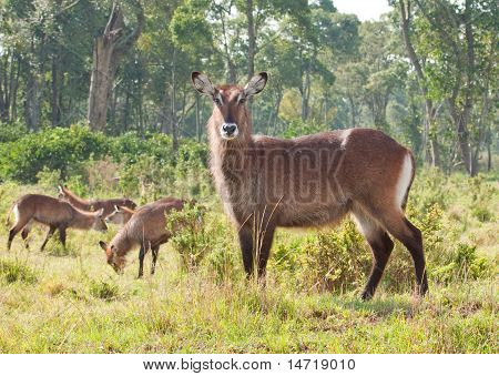 Inquisitve Waterbuck
