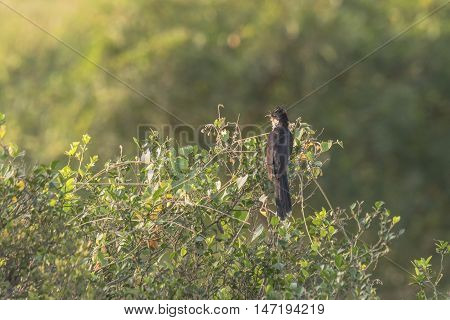 Jacobin Cuckoo or pied crested cuckoo perched