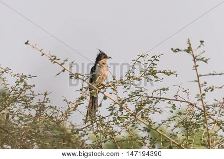 Jacobin Cuckoo or pied crested cuckoo perched