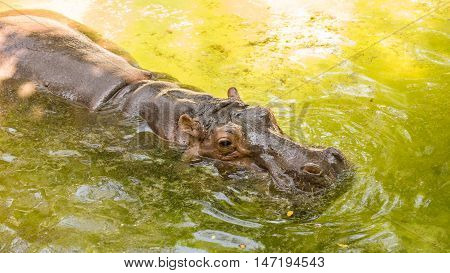 Hippopotamus is floating in water with its half body above water