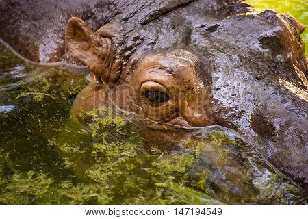 Hippopotamus is floating in water with half face above water