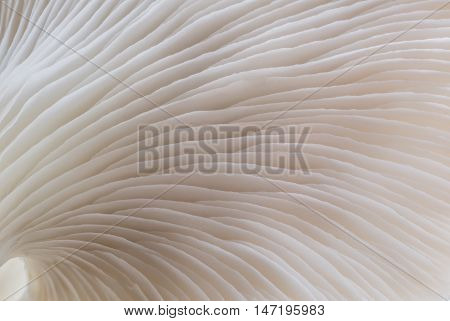 abstract background macro image of mushroom Sajor-caju Mushroom