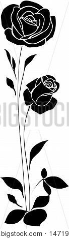 Vector decorative roses and leaves. Silhouette of flowers