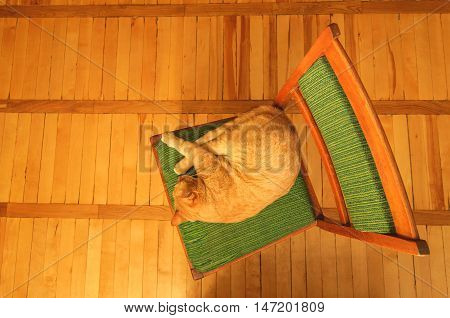Orange tabby male cat sleeping on a green vintage chair