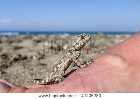 Small saurian (Close-up) on the sea shore