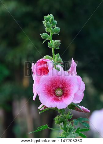 The pink hollyhock (Alcea rosea) are blooming.