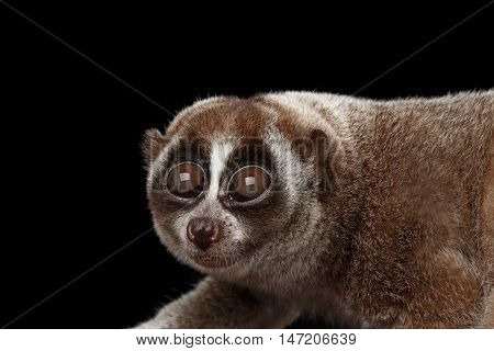 Close-up Face of Funny Animal Lemur Slow Loris Looks up Isolated Black background