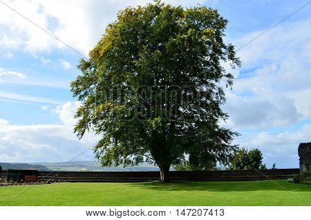 Tree on a perfect day in the courtyard of Stirling Castle.