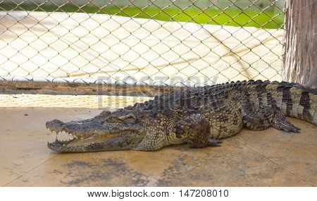Crocodile in Zoo at Samut Prakan thailand
