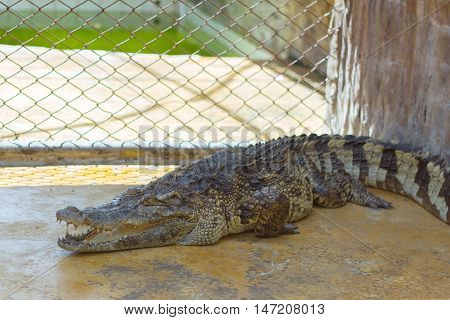 Crocodile in Zoo at  Samut Prakan thailand