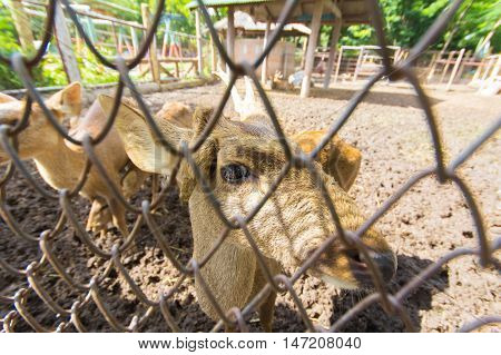 Deer in Zoo at Samut Prakan thailand.