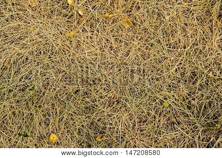 Grass, colors of fall, dry grass, photo grass, dried grass, autumn, autumn texture, autumn pattern, photo of dried grass, yellow, yellow grass, autumn background, hay, autumn time, september, fall background, natural background, nature at fall, grass text