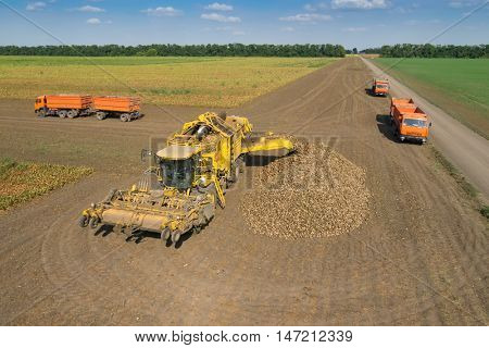 KRASNODAR REGION, RUSSIA - AUG 19, 2015: Harvester unloads sugar beet into heap near trucks, In 2015 in Krasnodar region yields reached record level - 58.4 centners per hectare