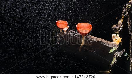Fungi cup red Mushroom or Champagne Cup with rainny fog Can found in the rainny season forest of Thailand