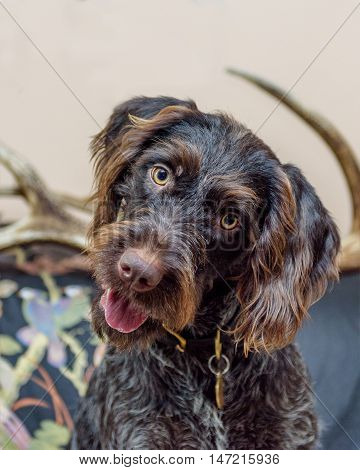 Purebred German Wire-haired Pointer