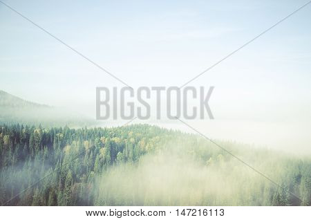 thick fog covered with thick coniferous forest. forest with a bird's eye view . coniferous trees, thickets of green forest. fog covered with thick coniferous forest.