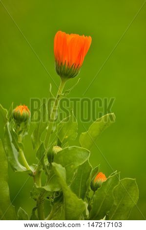 Beautiful flower orange in my garden green