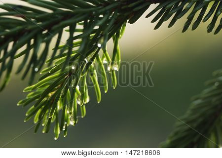 A young light green fir branch with raindrops on the needles close up. Young shoots of spruce trees after rain