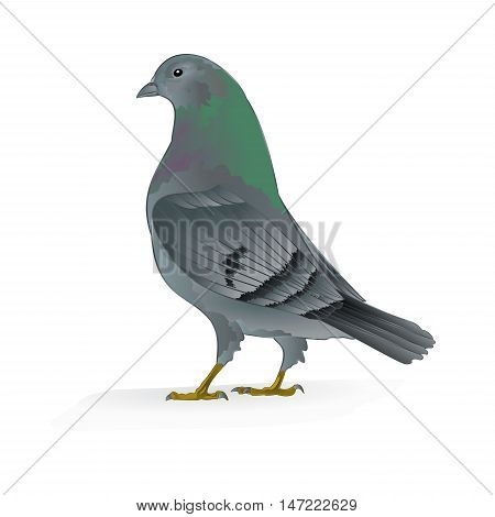 Beautiful breeding bird Carrier pigeon domestic sports bird vector illustration