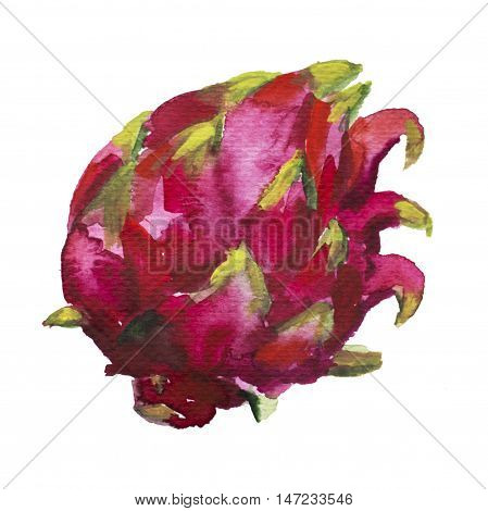 Dragonfruit watercolor painting isolated on white. Exotic fruit clipart. Pink and red watercolour pitahaya image. Hand-painted tropic plant. Sweet and healthy vegetarian food. Botanical illustration