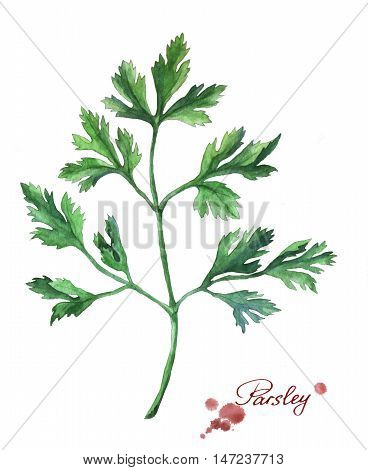Parsley. Hand drawn watercolor painting on white background.
