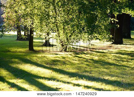 The photo of summer park on a sunny day.