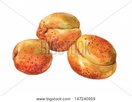 Apricots. Hand drawn watercolor painting on white background.