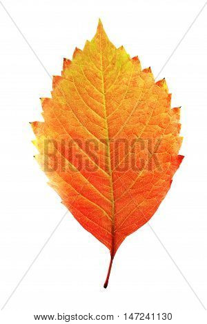 autumn leaf ivy with yellow red and orange